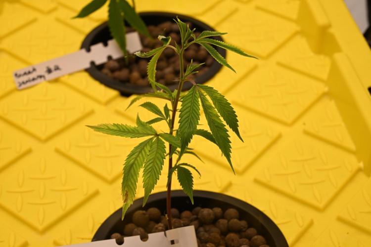 Sweet Jealousy by Elev8 Seeds. Week 1