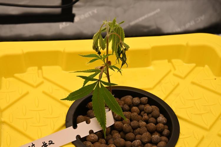 Sweet Jealousy by Elev8 Seeds. Week 1