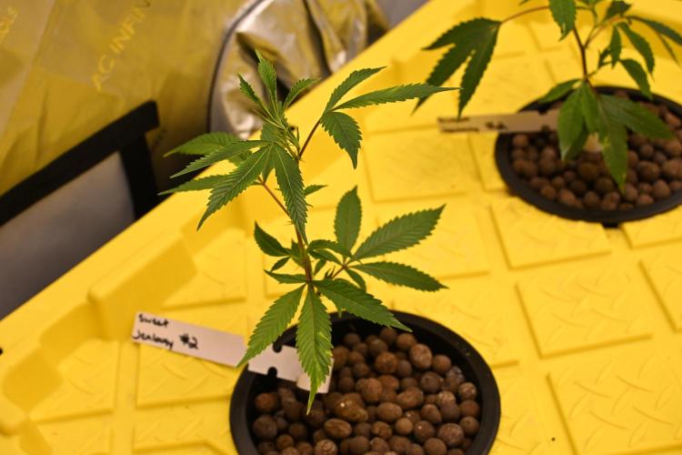 Sweet Jealousy by Elev8 Seeds. Week 1