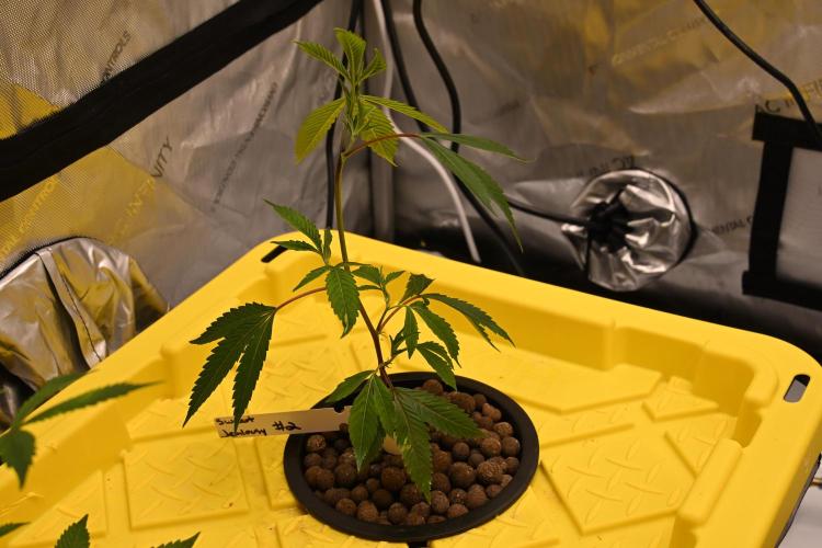 Sweet Jealousy by Elev8 Seeds. Week 1