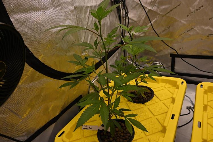 Sweet Jealousy by Elev8 Seeds. Week 2