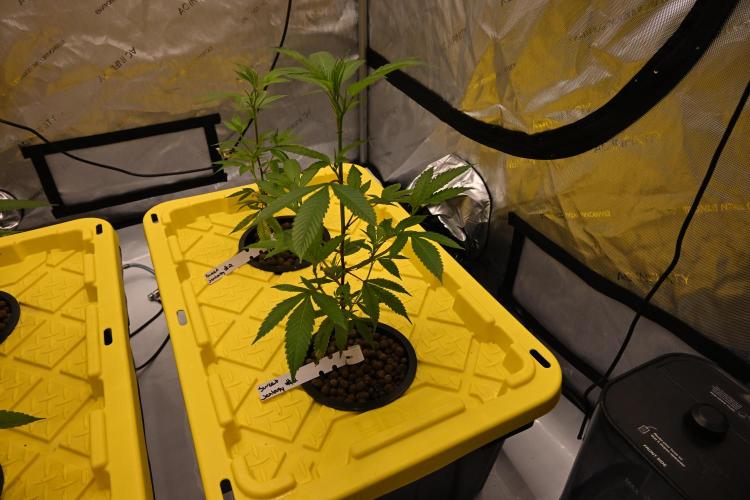 Sweet Jealousy by Elev8 Seeds. Week 2