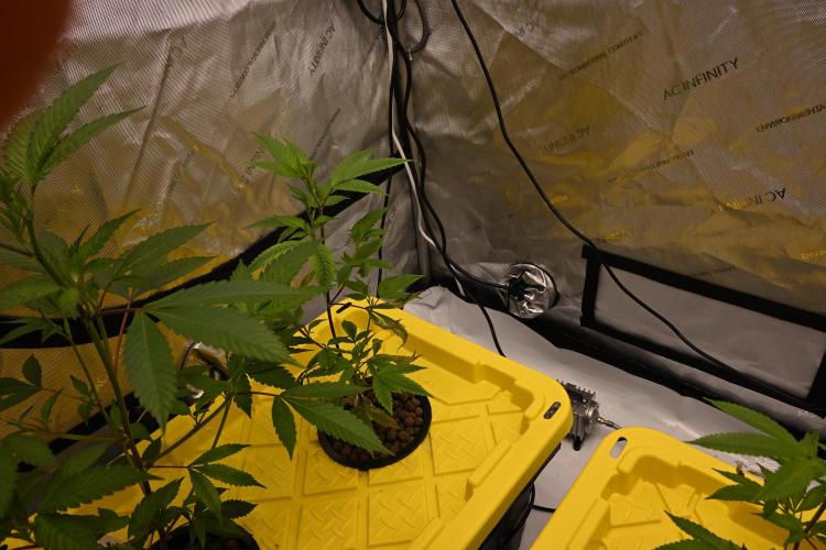 Sweet Jealousy by Elev8 Seeds. Week 2