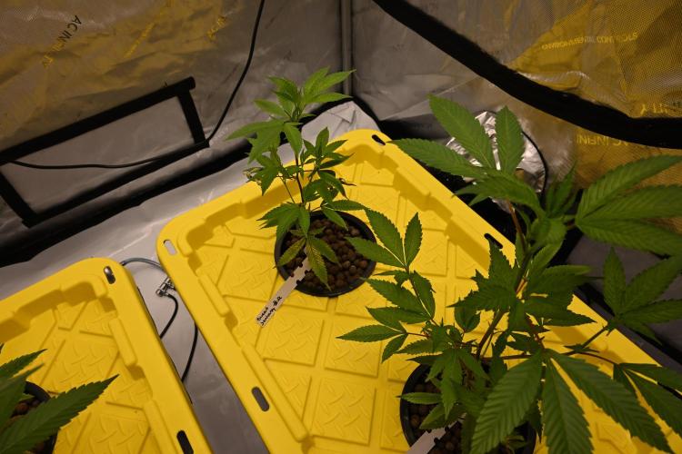 Sweet Jealousy by Elev8 Seeds. Week 2