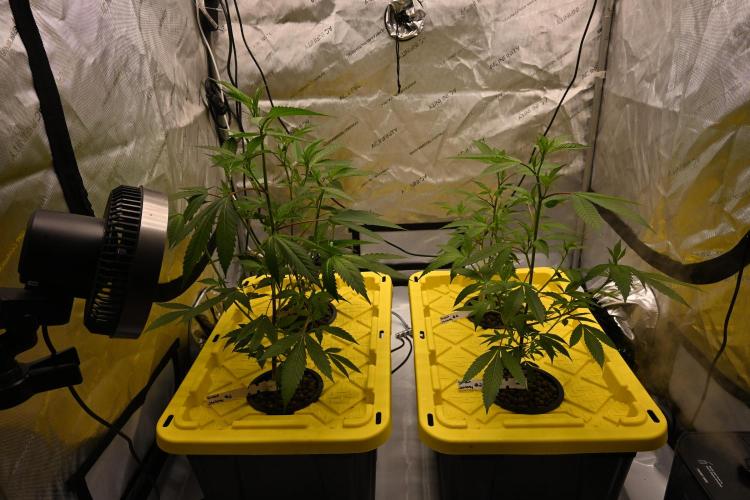 Sweet Jealousy by Elev8 Seeds. Week 2