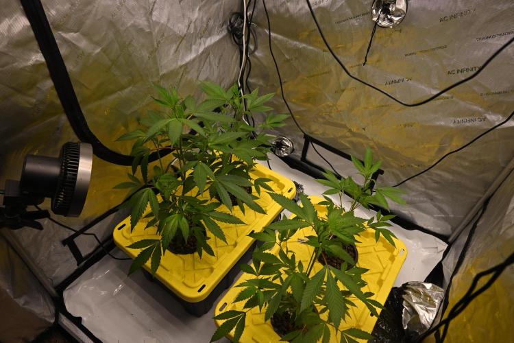 Sweet Jealousy by Elev8 Seeds. Week 2