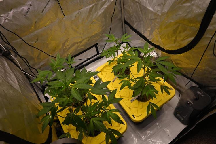 Sweet Jealousy by Elev8 Seeds. Week 2