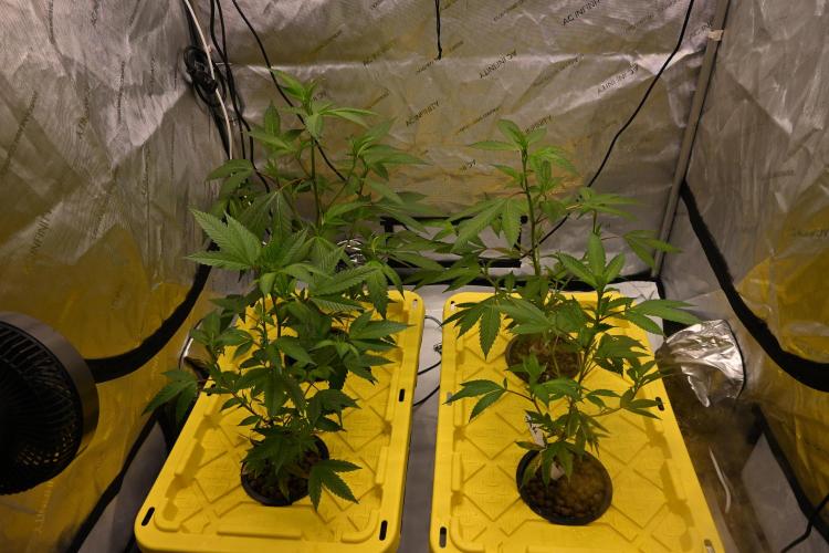Sweet Jealousy by Elev8 Seeds. Week 2