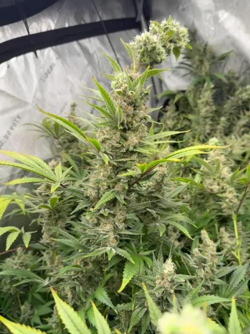 Bubba Kush by Seedsman - DWC