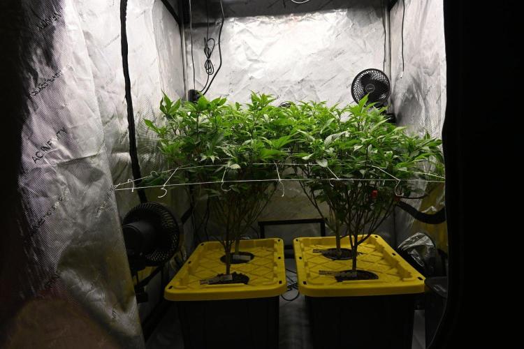 Sweet Jealousy by Elev8 Seeds. Week 5