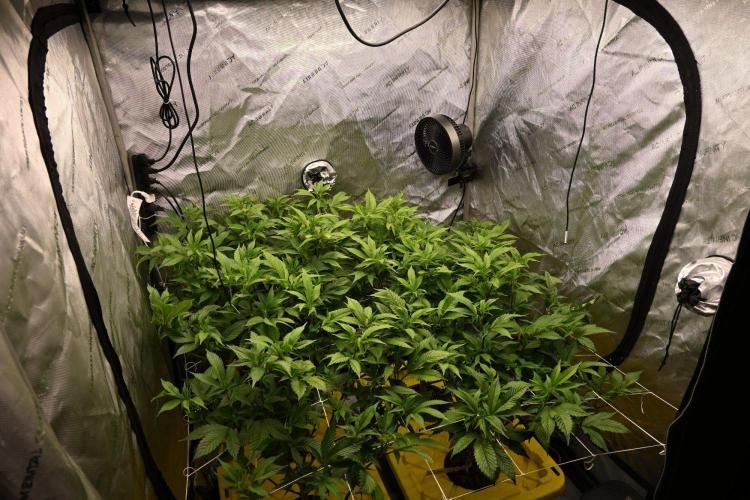 Sweet Jealousy by Elev8 Seeds. Week 5