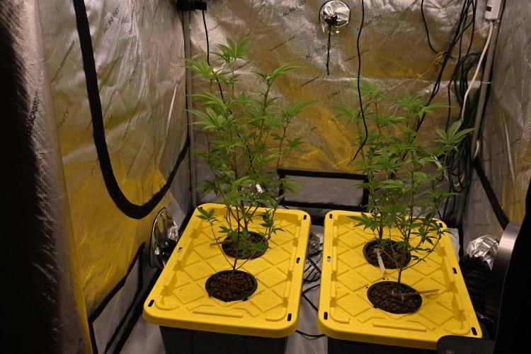 Candy Roll by Elev8 Seeds. Week 3