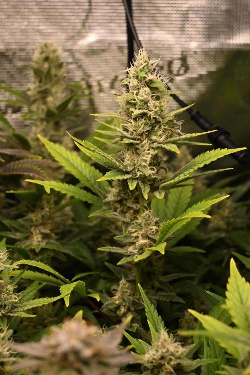 Mother Run! Ocean OG & Bubba Kush. Week 5 - Bubba Kush