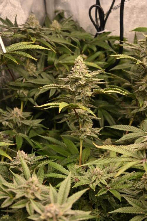 Ocean OG by Robin Hood Seeds - DWC. Week 7