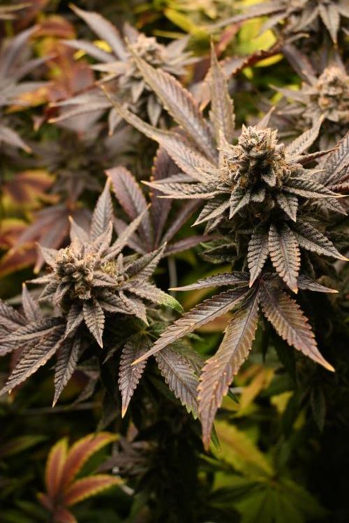 Mother Run! Ocean OG & Bubba Kush. Week 9