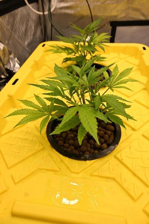 Bubba Kush by Seedsman. Week 2