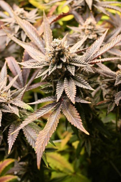 Mother Run! Ocean OG & Bubba Kush. Week 9