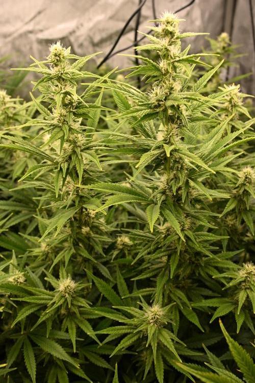 Bubba Kush by Seedsman - DWC. Week 8