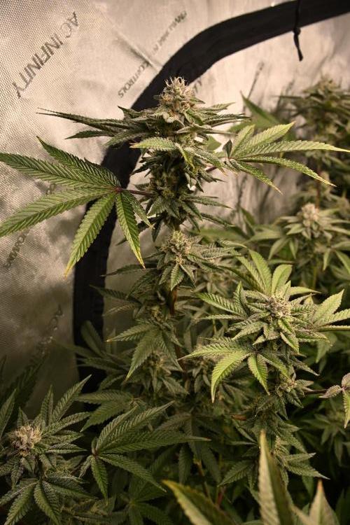 Ocean OG by Robin Hood Seeds - DWC. Week 7