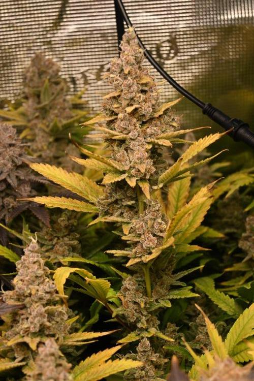Mother Run! Ocean OG & Bubba Kush. Week 9