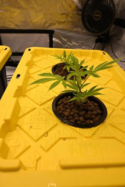 Bubba Kush by Seedsman. Week 1