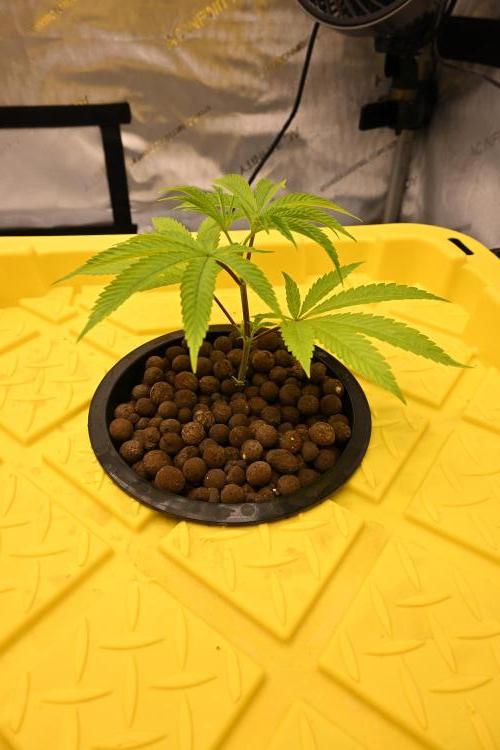 Ocean OG by Robin Hood Seeds. Week 1