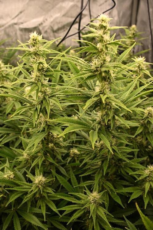 Bubba Kush by Seedsman - DWC. Week 8