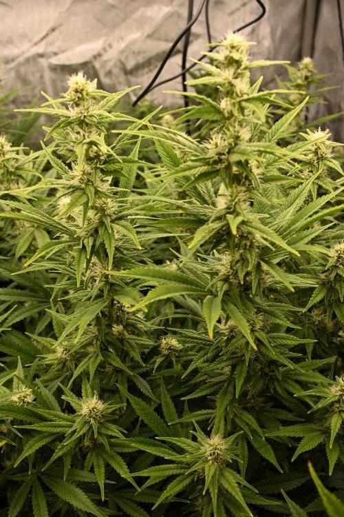 Bubba Kush by Seedsman - DWC. Week 8