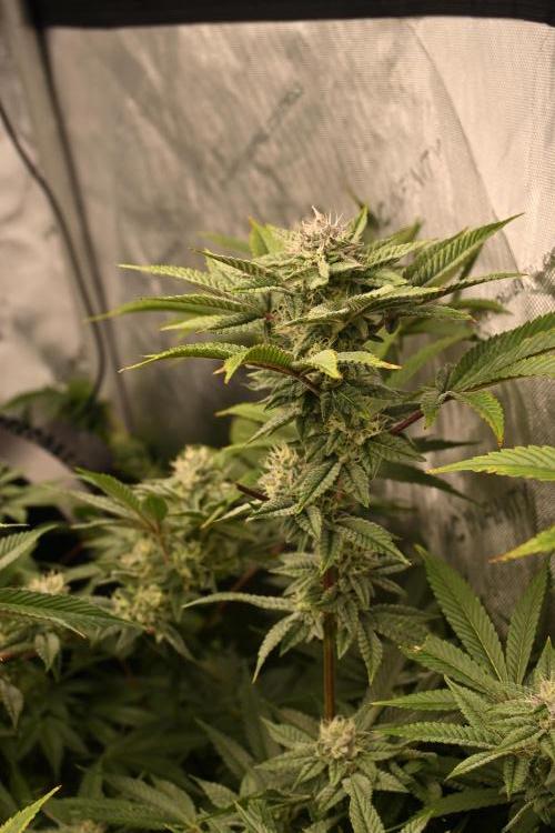 Ocean OG by Robin Hood Seeds - DWC. Week 6