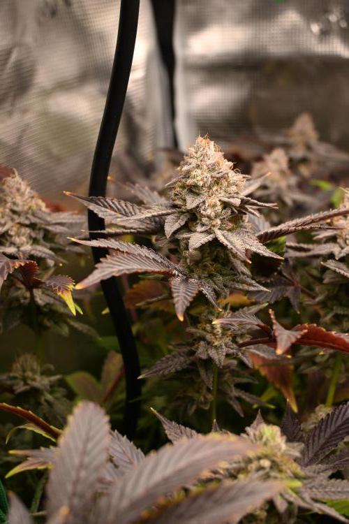 Mother Run! Ocean OG & Bubba Kush. Week 8