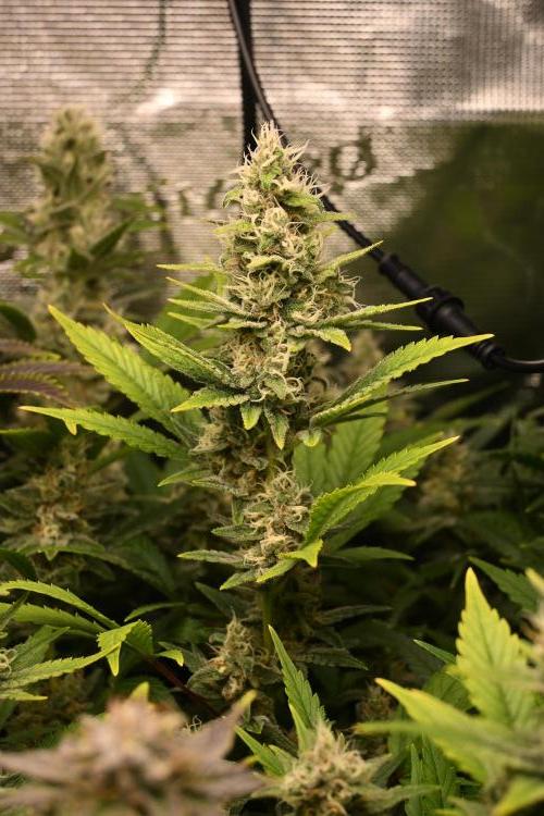 Mother Run! Ocean OG & Bubba Kush. Week 5 - Bubba