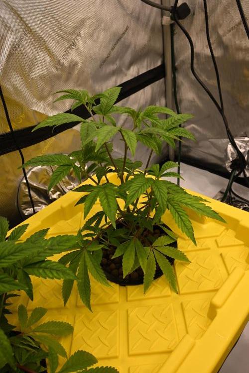 Ocean OG by Robin Hood Seeds. Week 3