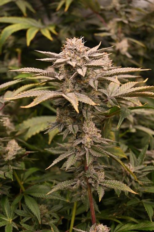 Ocean OG by Robin Hood Seeds - DWC. Week 8