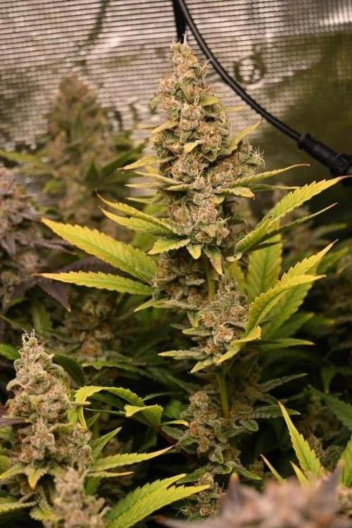 Mother Run! Ocean OG & Bubba Kush. Week 7