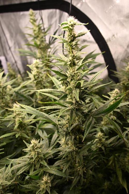 Bubba Kush by Seedsman - DWC. Week 9