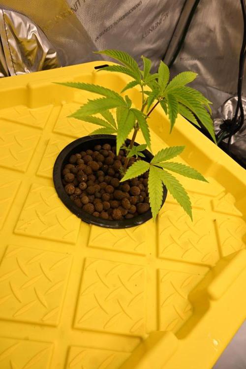 Ocean OG by Robin Hood Seeds. Week 1