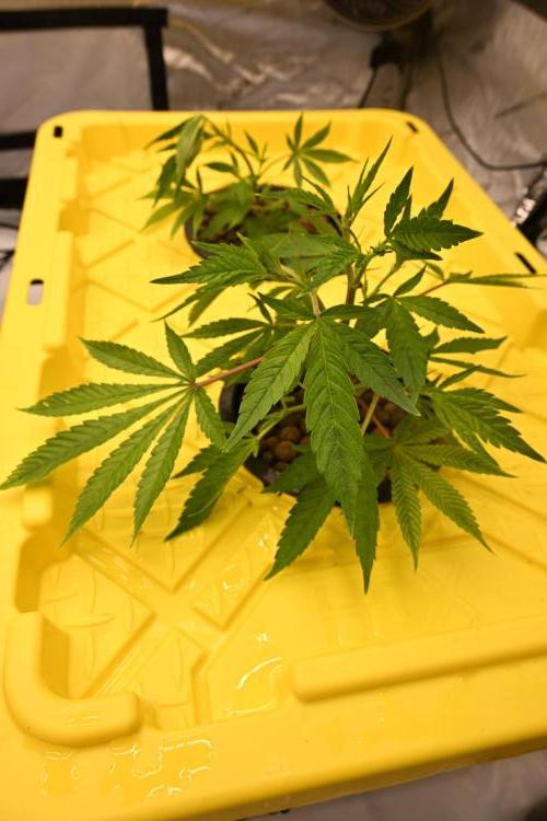 Bubba Kush by Seedsman. Week 2