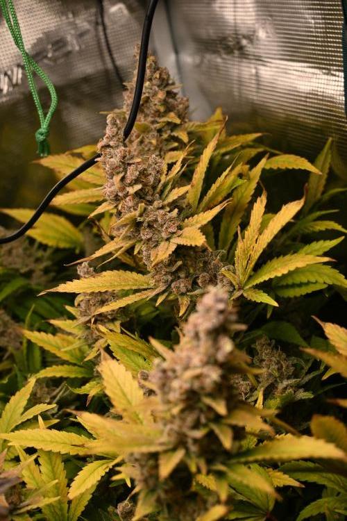 Mother Run! Ocean OG & Bubba Kush. Week 9