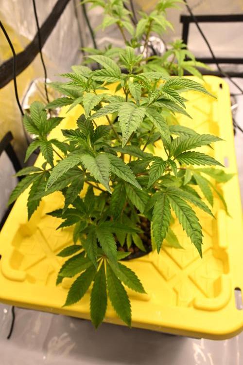 Ocean OG by Robin Hood Seeds. Week 3 - This plant has three branches per node site.