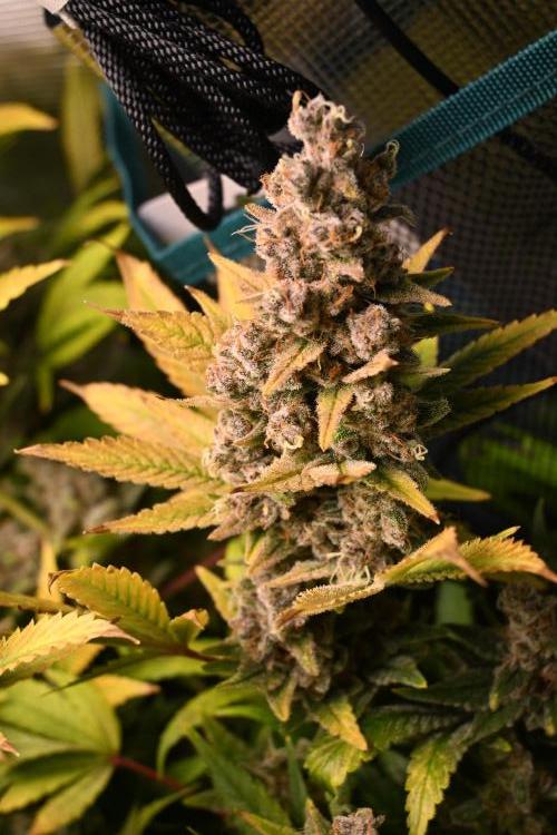 Mother Run! Ocean OG & Bubba Kush. Week 9