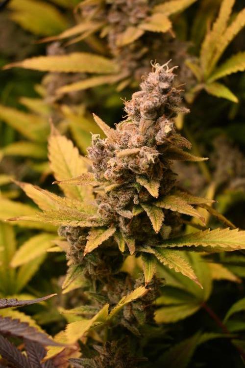 Mother Run! Ocean OG & Bubba Kush. Week 9
