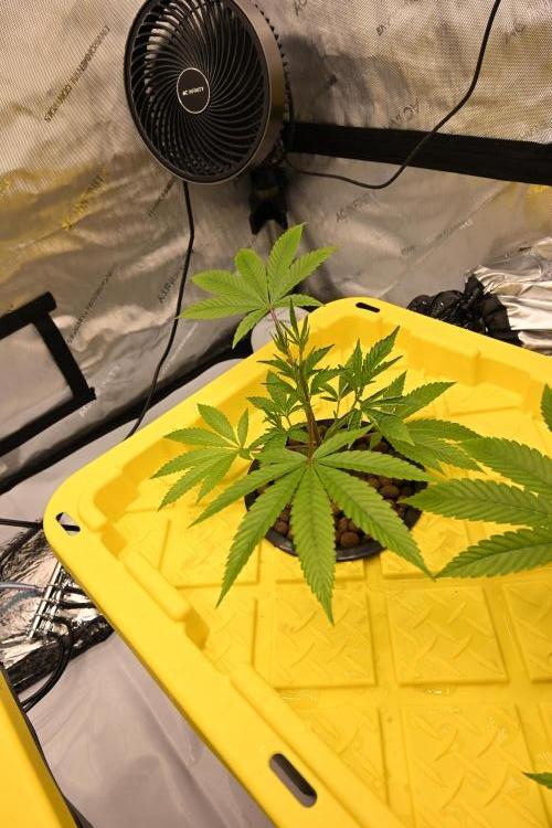 Ocean OG by Robin Hood Seeds. Week 2