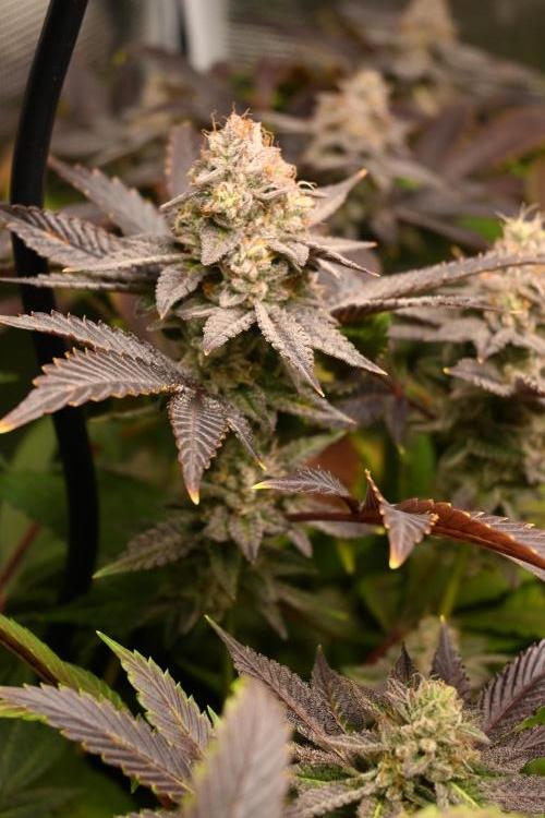 Mother Run! Ocean OG & Bubba Kush. Week 7