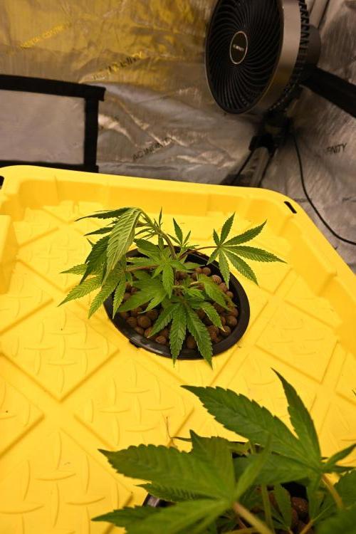 Bubba Kush by Seedsman. Week 2