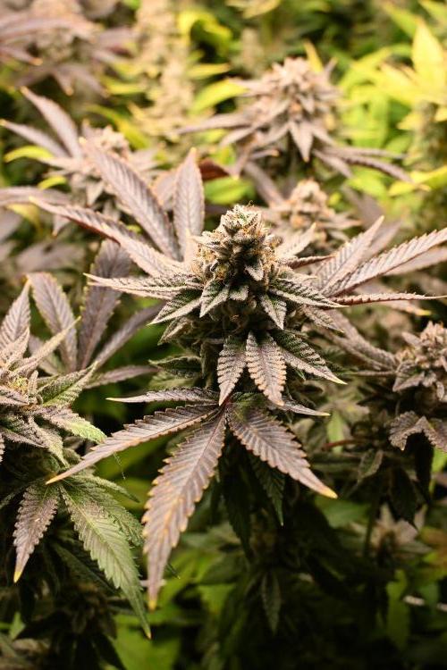 Mother Run! Ocean OG & Bubba Kush. Week 8