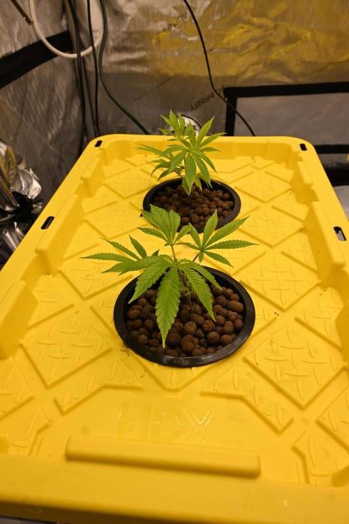 Bubba Kush by Seedsman. Week 1