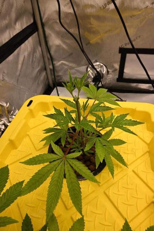 Ocean OG by Robin Hood Seeds. Week 2