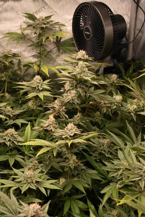 Ocean OG by Robin Hood Seeds - DWC. Week 7