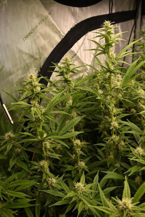 Bubba Kush by Seedsman - DWC. Week 7