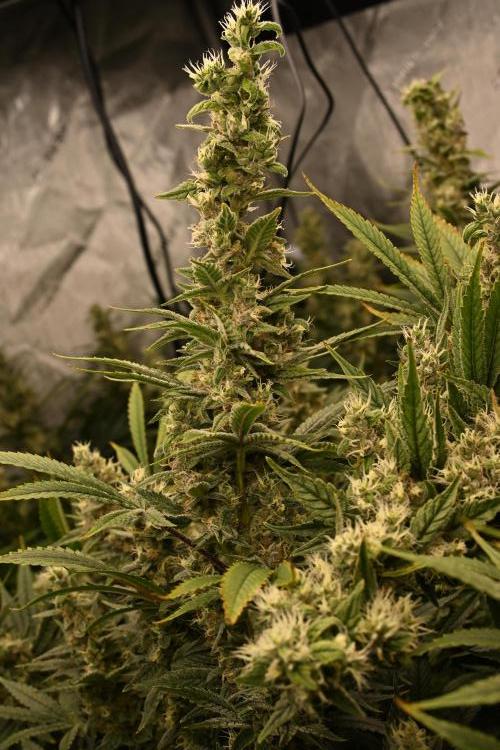 Bubba Kush by Seedsman - DWC. Week 11